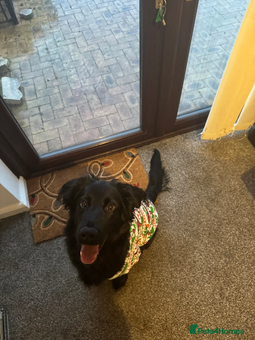 Mixed Breed dogs for sale: Looking for a new forever home  - Advert 2