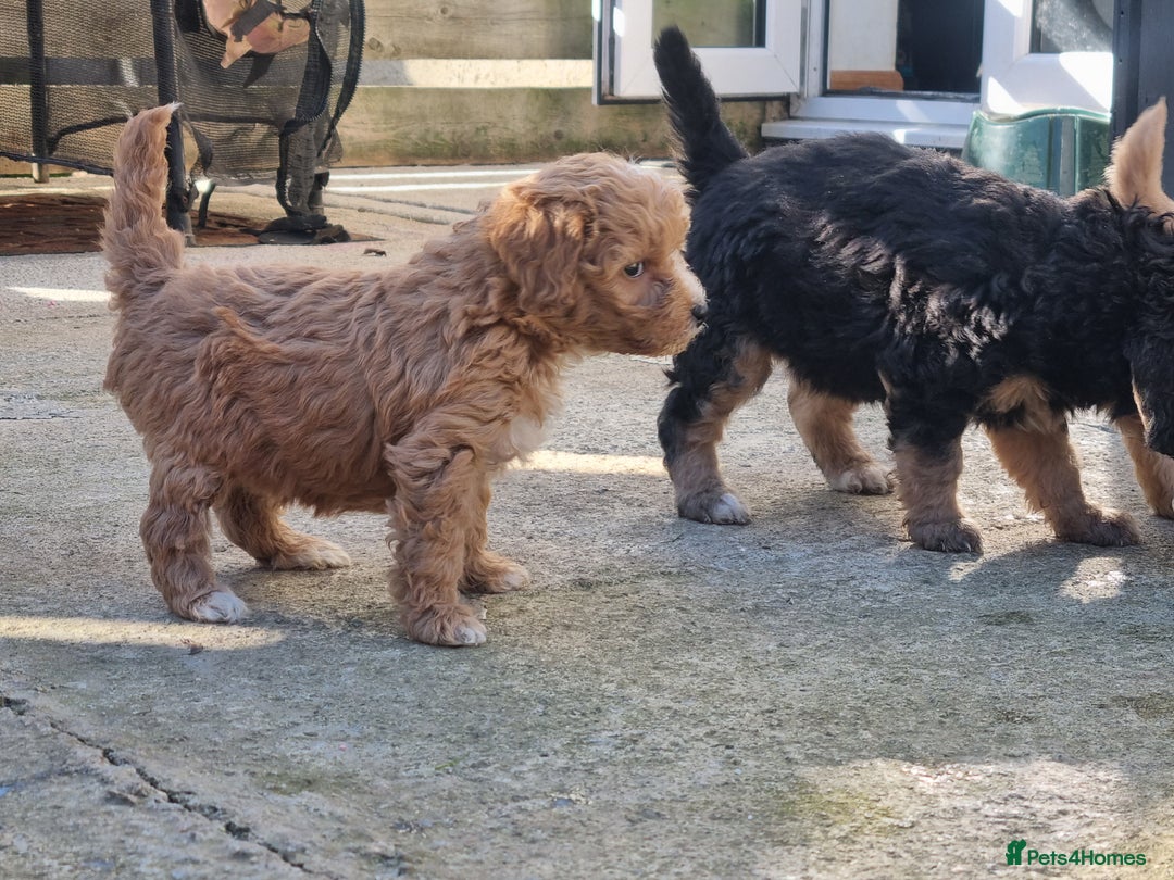 Labradoodle dogs for sale: Miniature f1b labradoodles - Image 9
