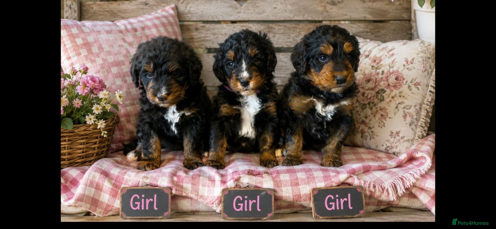 Bernedoodle dogs standard F1 Bernadoodles 3 reserved  - Advert 2