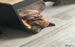 Mixed Breed dogs for sale: Rehoming male and female - Image 15