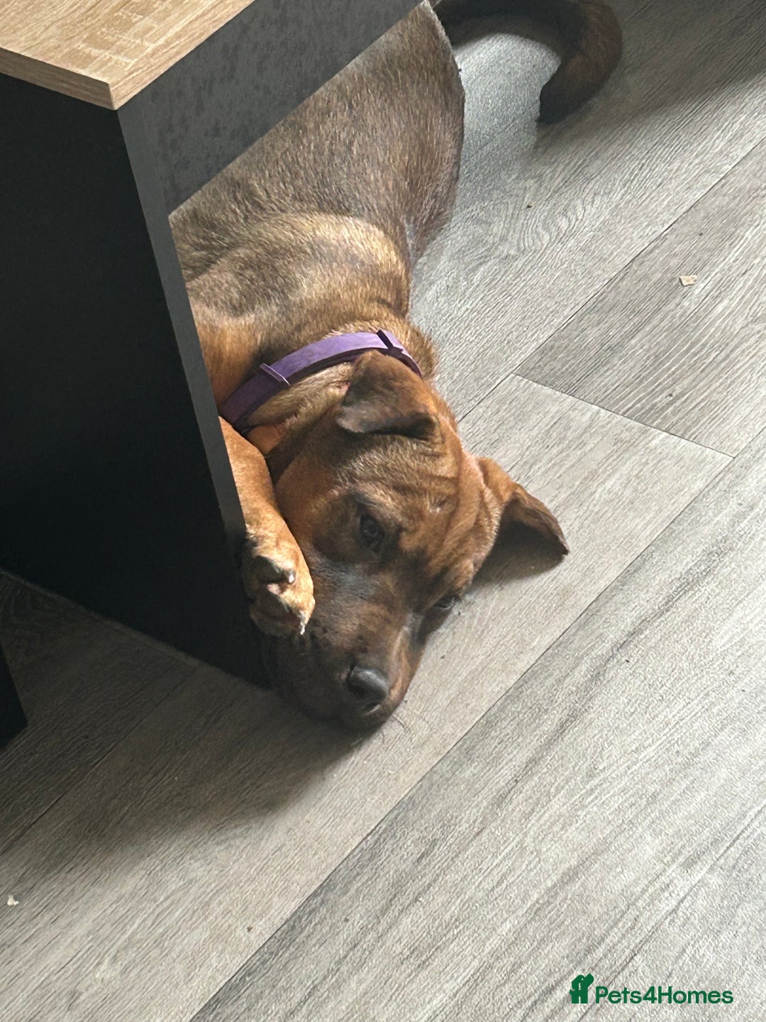 Mixed Breed dogs for sale: Rehoming male and female - Image 15