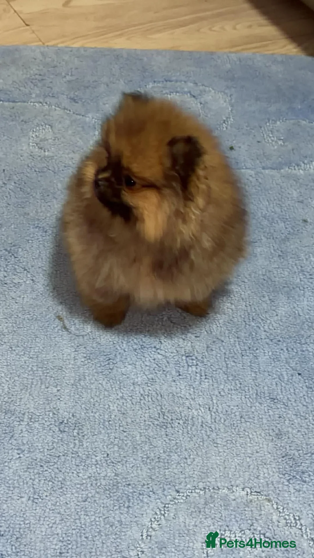 Pomeranian dogs for sale: Outstanding Pomeranian boys  - Advert 2