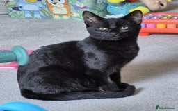 Mixed Breed cats for sale: Male kitten 6 months old  - Image 4