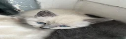 Russian Blue cats for sale: 🐾 Russian Blue Kittens – 5 Beautiful Females 🐾 - Advert 9