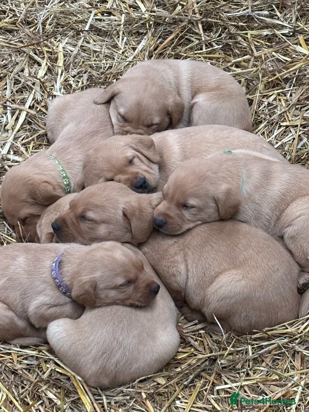 Labrador Retriever dogs for sale: Puppy Red fox labradors  - Advert 23