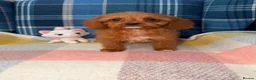 Cavapoo dogs for sale: Stunning Red Cavapoo Puppies Ready Now - Advert 4