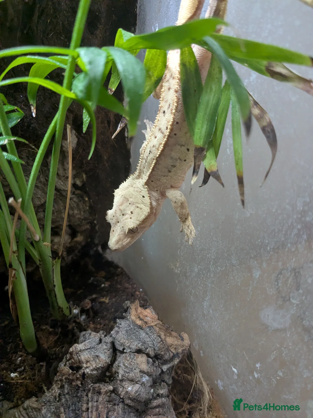 Gecko reptiles for sale: Crested Gecko & bioactive Vivarium - Advert 1