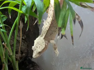 Gecko reptiles Crested Gecko & bioactive Vivarium - Advert 1