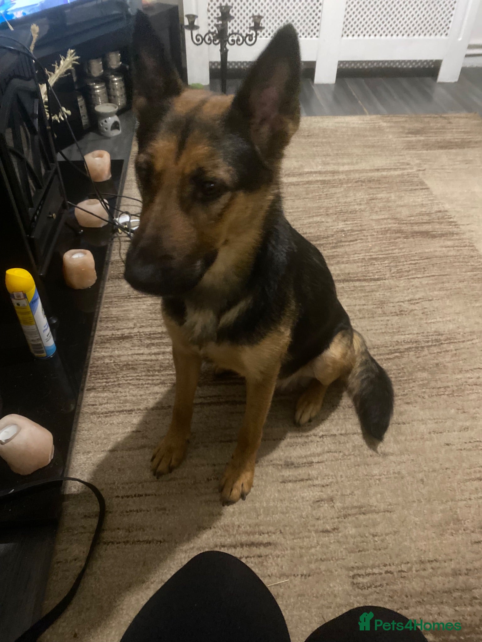 German Shepherd dogs German Shepherd Puppy For Sale - Advert 1