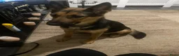 German Shepherd dogs for sale: German Shepherd Puppy For Sale - Advert 1