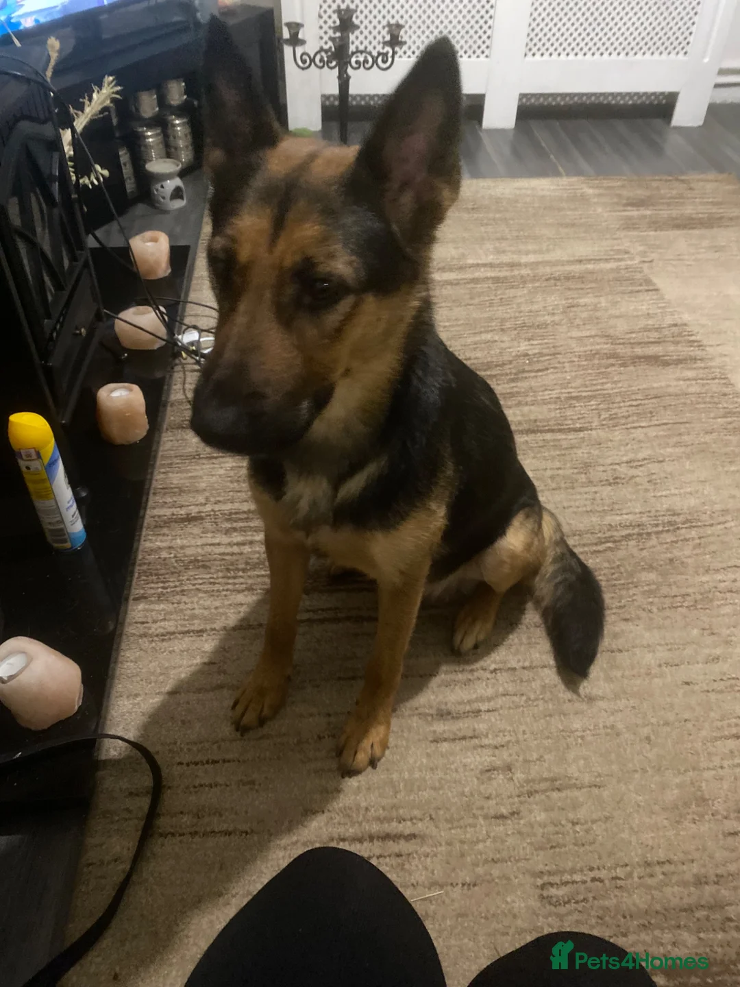 German Shepherd dogs for sale: German Shepherd Puppy For Sale - Advert 1