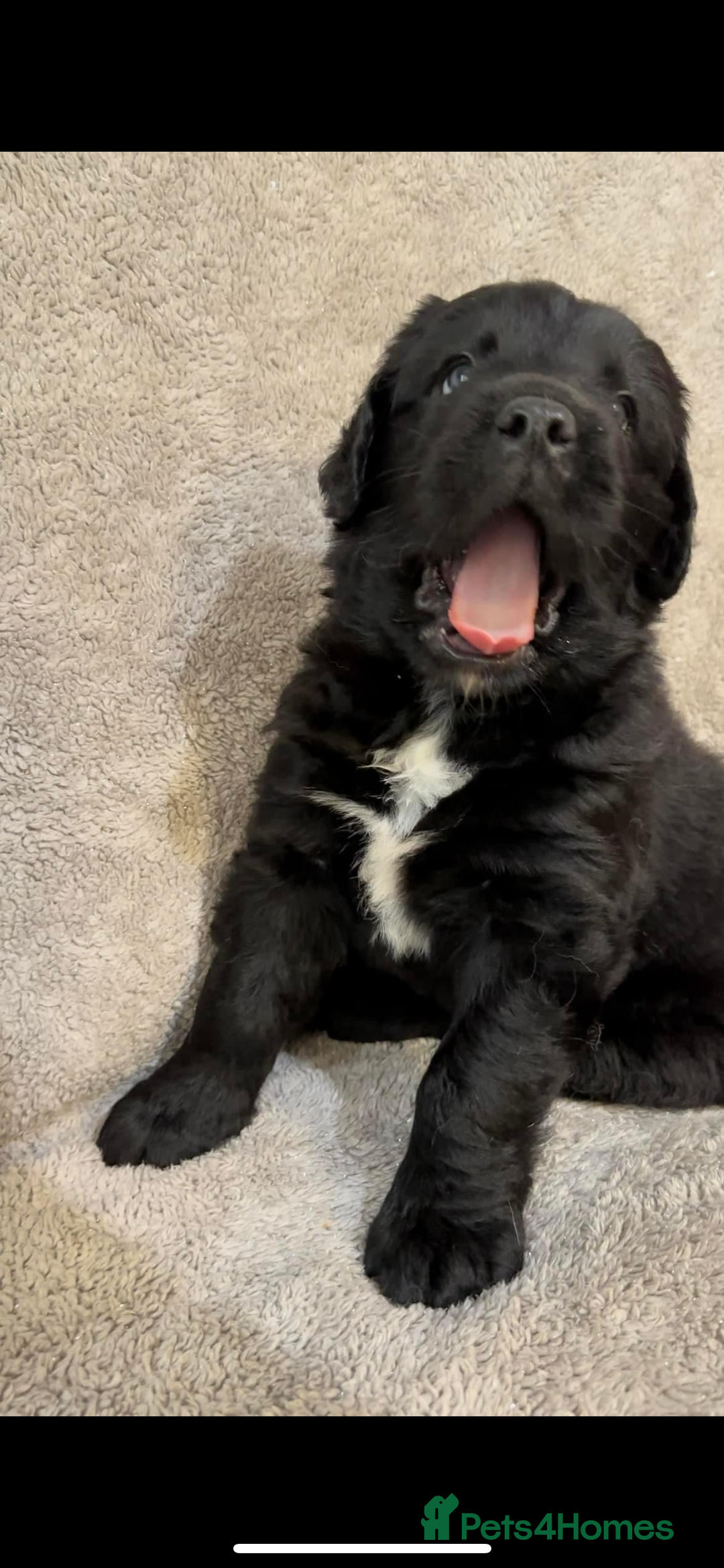 Newfoundland dogs for stud: KC REGISTERED NEWFOUNDLAND STUD HEALTH TESTED  in Basildon - Advert 15