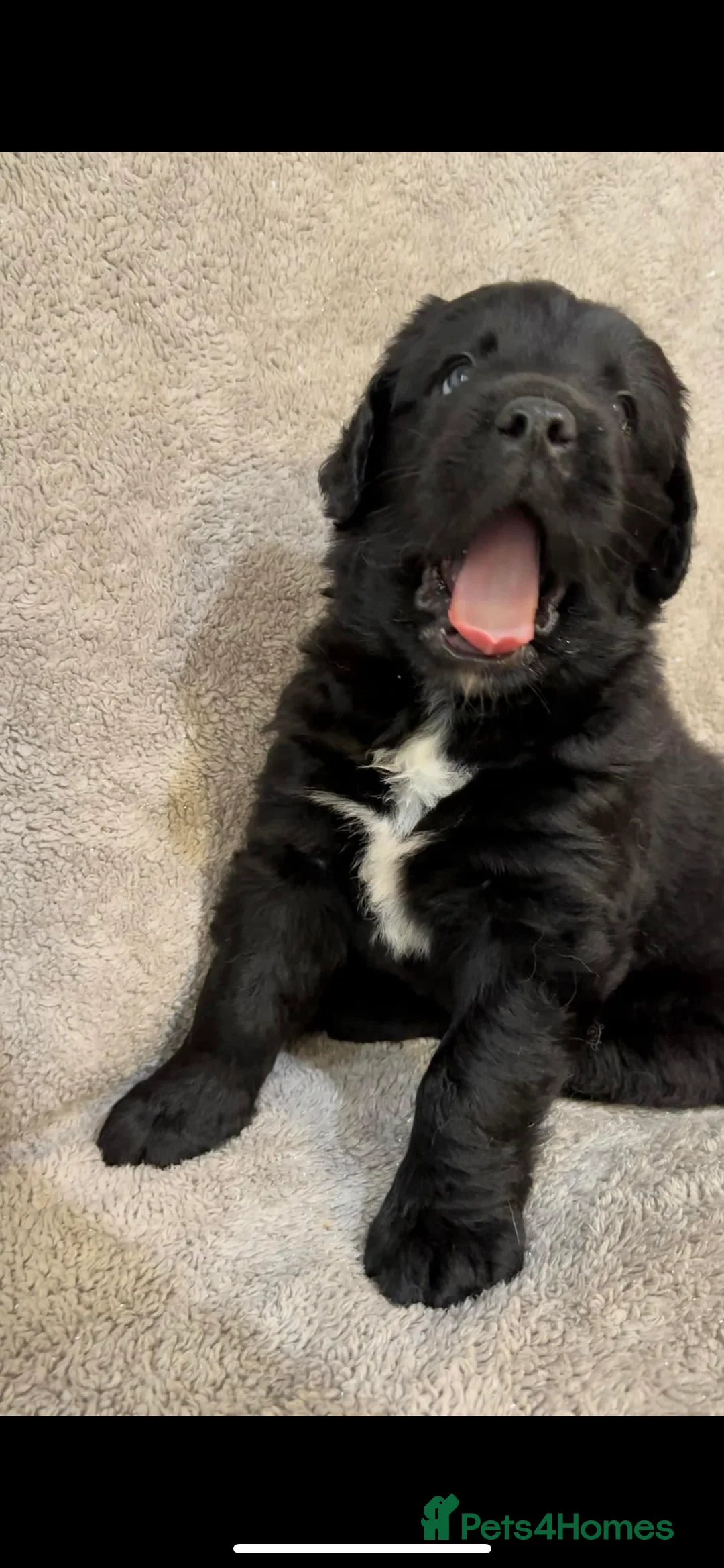 Newfoundland dogs for stud: KC REGISTERED NEWFOUNDLAND STUD HEALTH TESTED  in Basildon - Advert 15