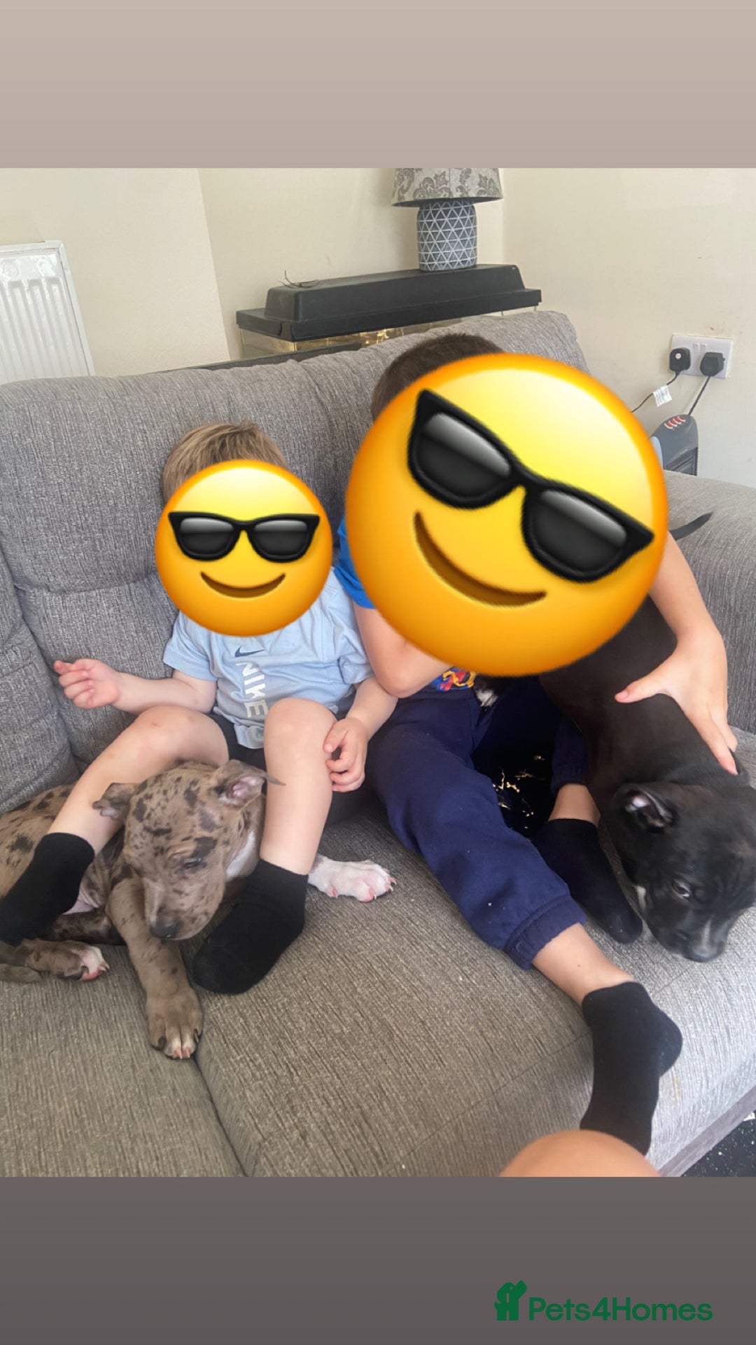 Mixed Breed dogs for sale: Puppy for sale  - Image 3