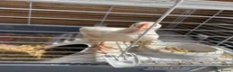 Chickens poultry for sale: Free Chickens  in Portsmouth - Advert 5