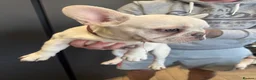 French Bulldog dogs for sale: French bulldog puppies in Dumfries - Advert 6