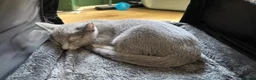Russian Blue cats for sale: 1girl left Russian blue kitten Champion bloodline  - Advert 3