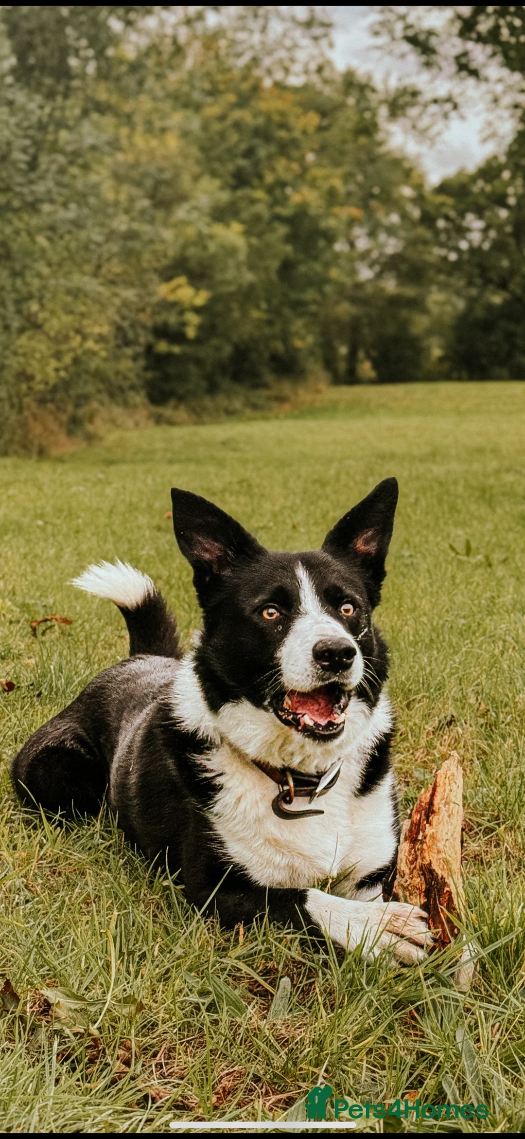 Border Collie dogs for stud: Proven Border Collie Stud | Strong Working Lines  - Advert 5