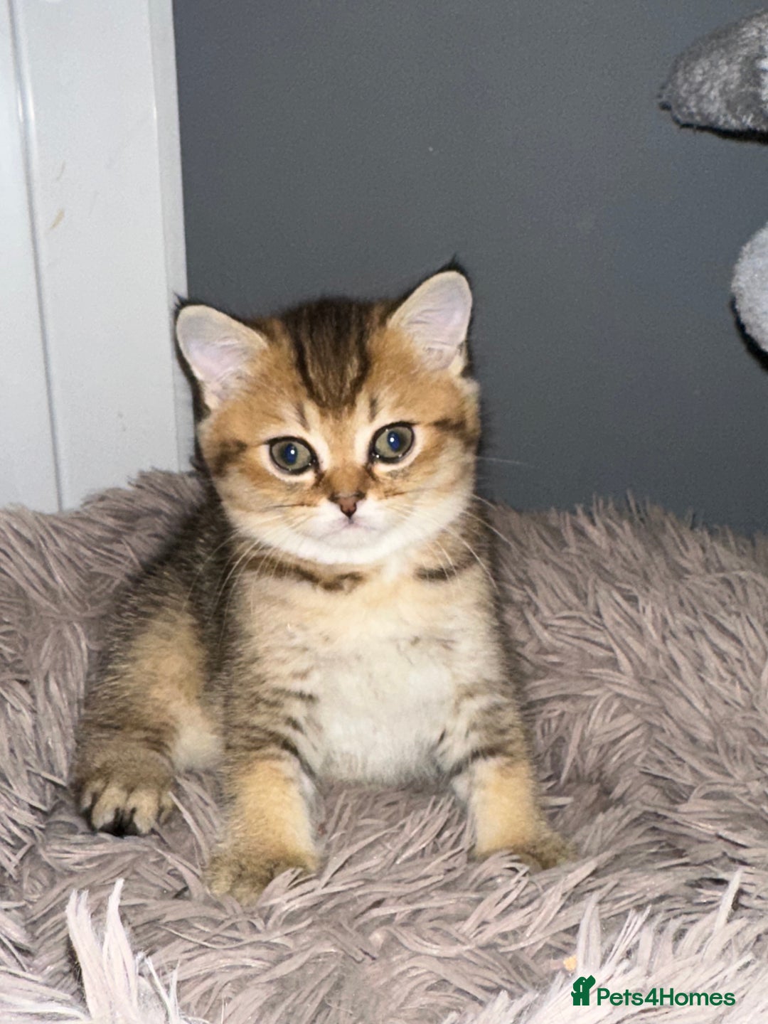 British Shorthair cats for sale: 4 adorable kitties for sale TICA registered - Advert 6