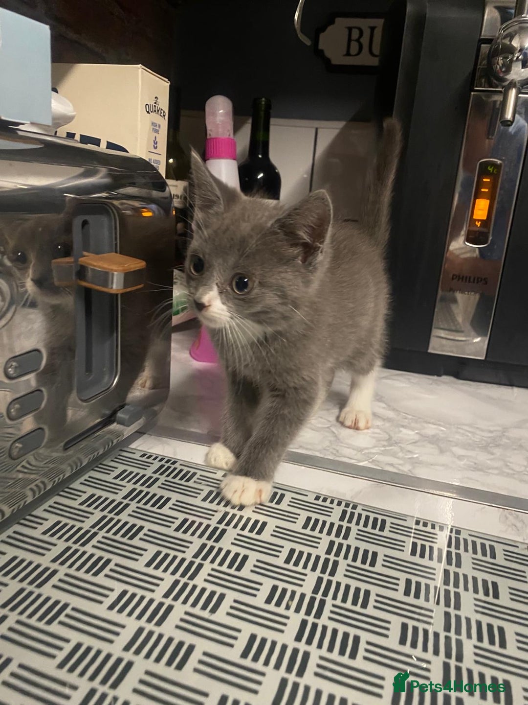 Domestic Shorthair cats for sale: Beautiful grey kittens - Image 5