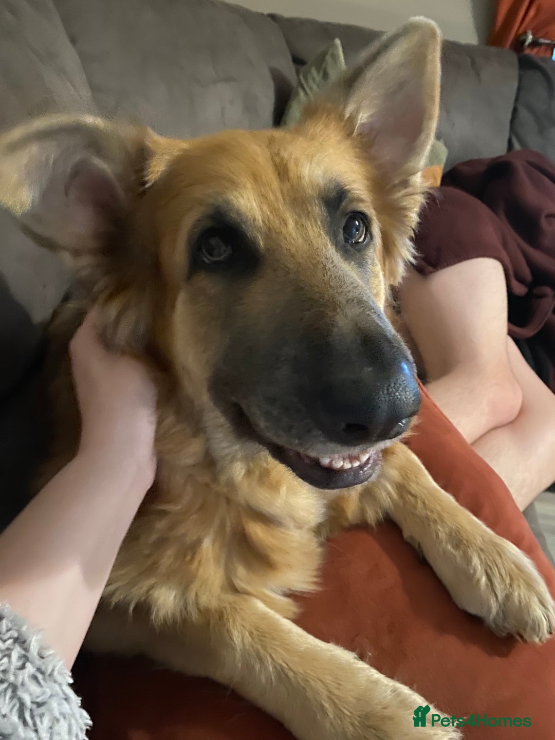 German Shepherd dogs for sale: 5* home needed - Advert 8