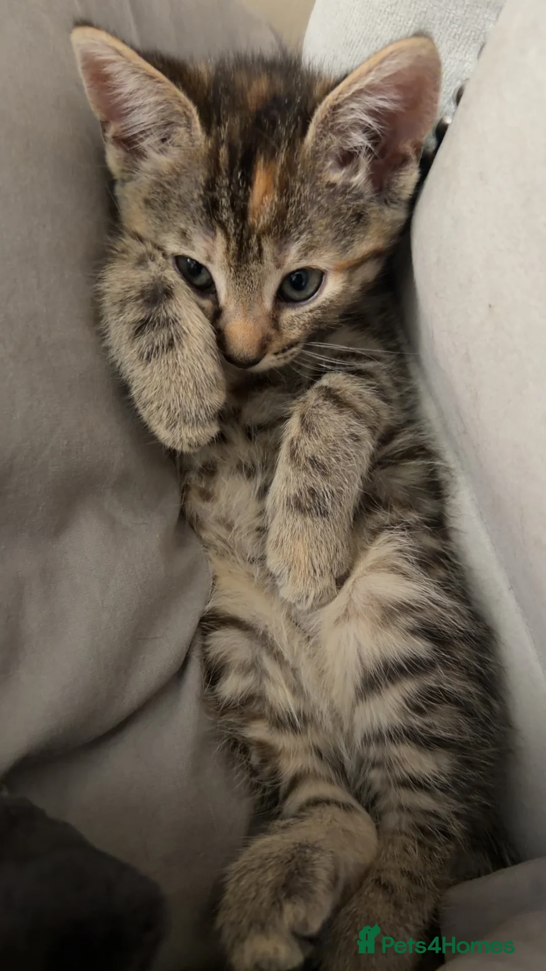 Mixed Breed cats for sale: 1 tabby female kitten  - Advert 2