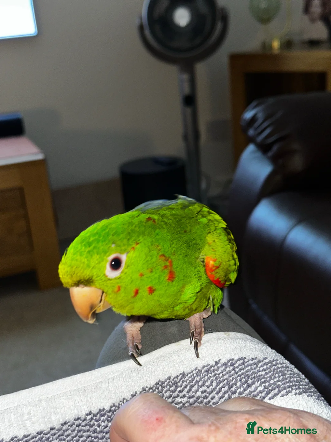 Conures birds for sale: White Eyed Conure in Treharris - Advert 1