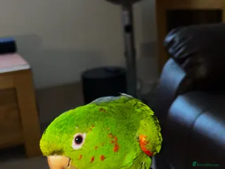 Conures birds White Eyed Conure - Advert 1