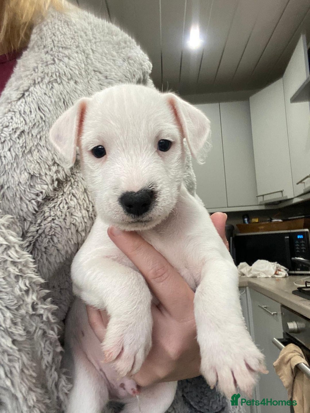 Jack Russell dogs for sale: Jack Russell Parson Type Dig Puppies for Sale - Advert 1