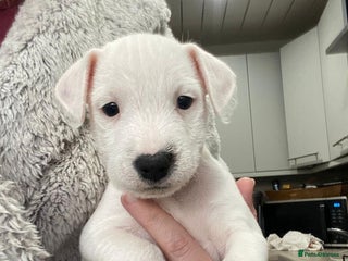 Jack Russell dogs Jack Russell Parson Type Dig Puppies for Sale - Advert 1