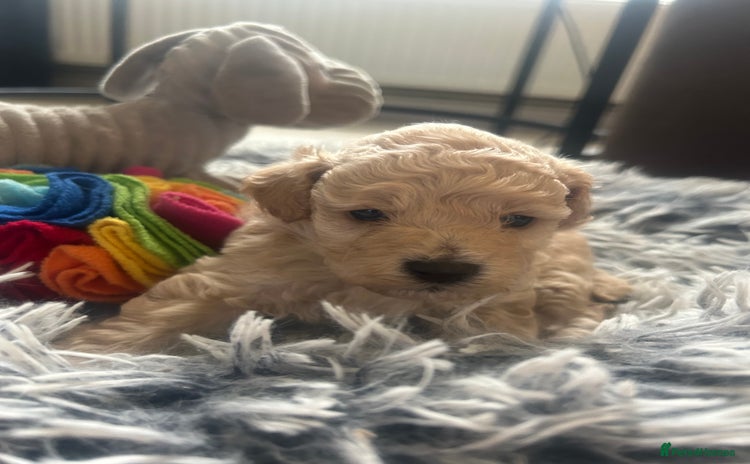 Cockapoo dogs - Advert 2