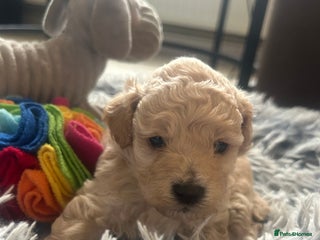 Cockapoo dogs - Advert 30