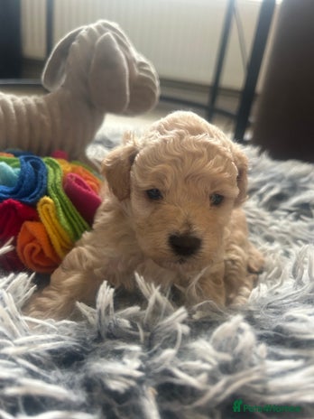 Cockapoo dogs - Advert 2