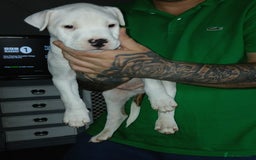 Mixed Breed dogs for sale: 3 loving puppys for sale - Image 12