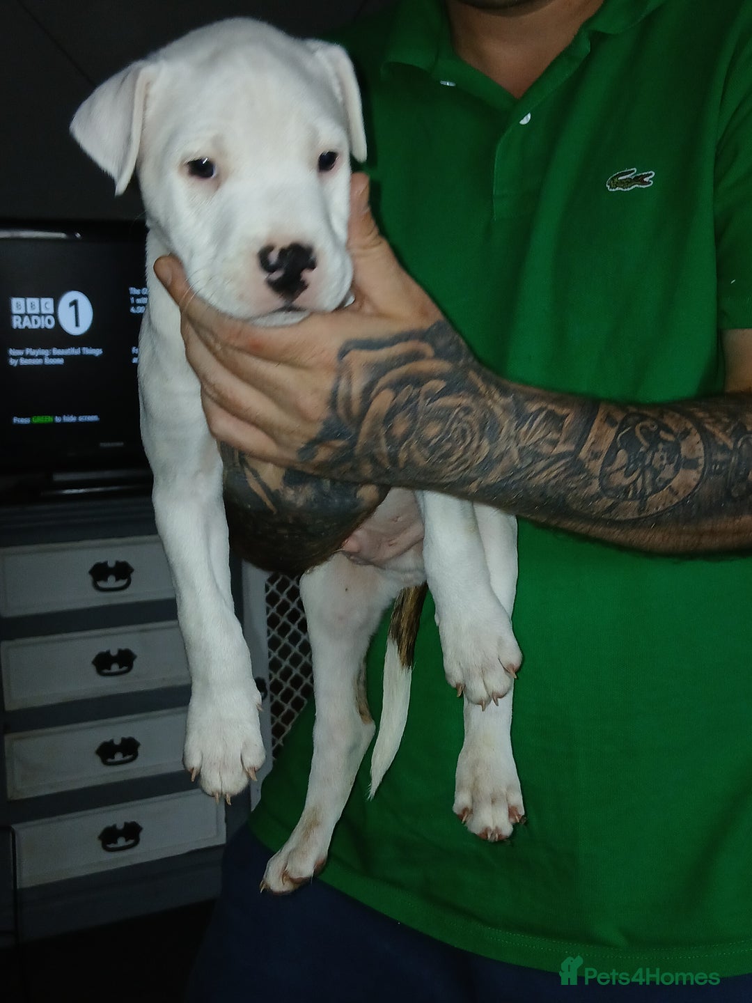 Mixed Breed dogs for sale: 3 loving puppys for sale - Image 12