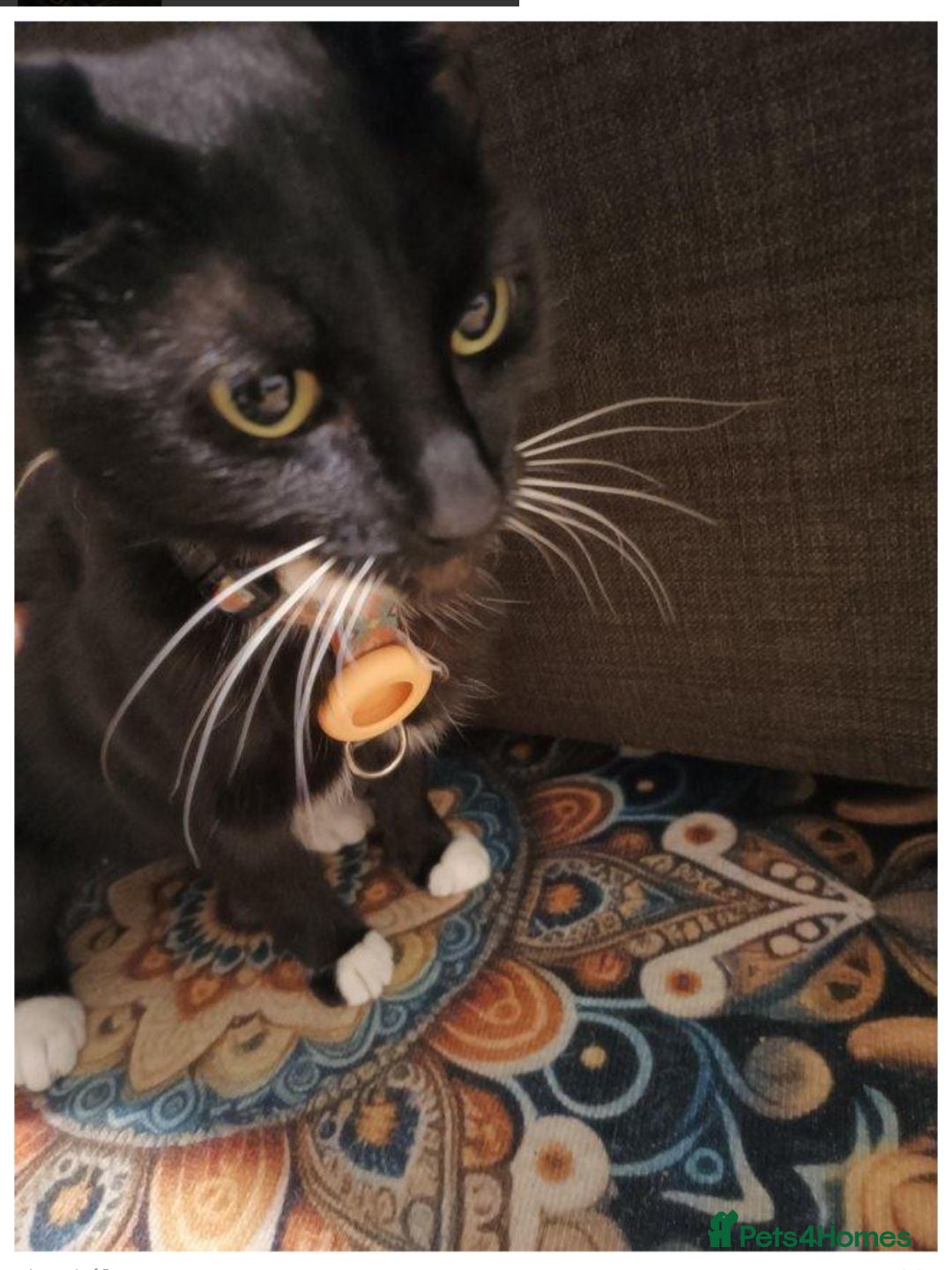 Mixed Breed cats 🐱 Lovely Female Cat Looking for a New Home - Advert 1