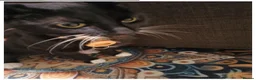 Mixed Breed cats for sale: 🐱 Lovely Female Cat Looking for a New Home in Borehamwood - Advert 1