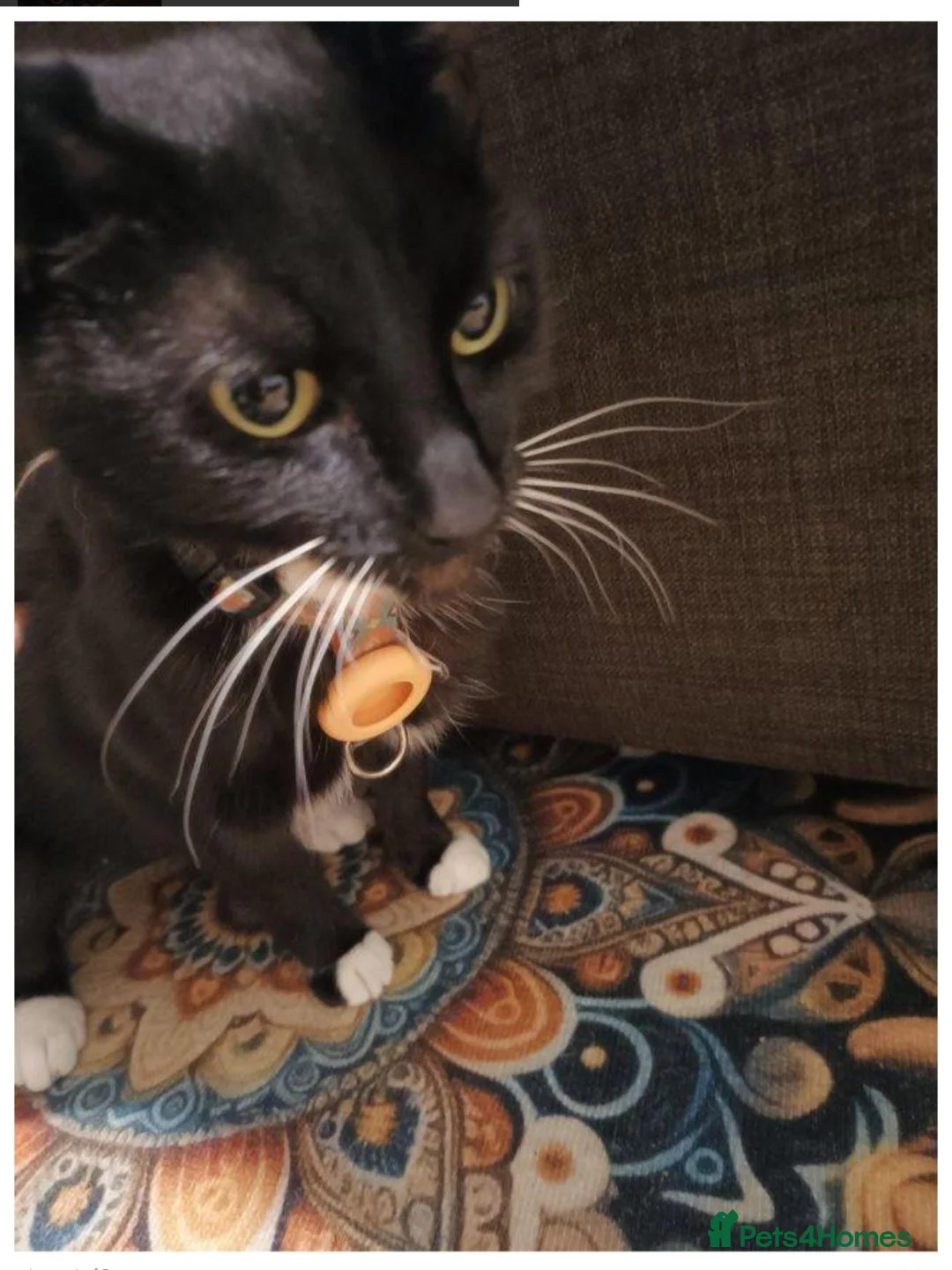 Mixed Breed cats for sale: 🐱 Lovely Female Cat Looking for a New Home in Borehamwood - Advert 1