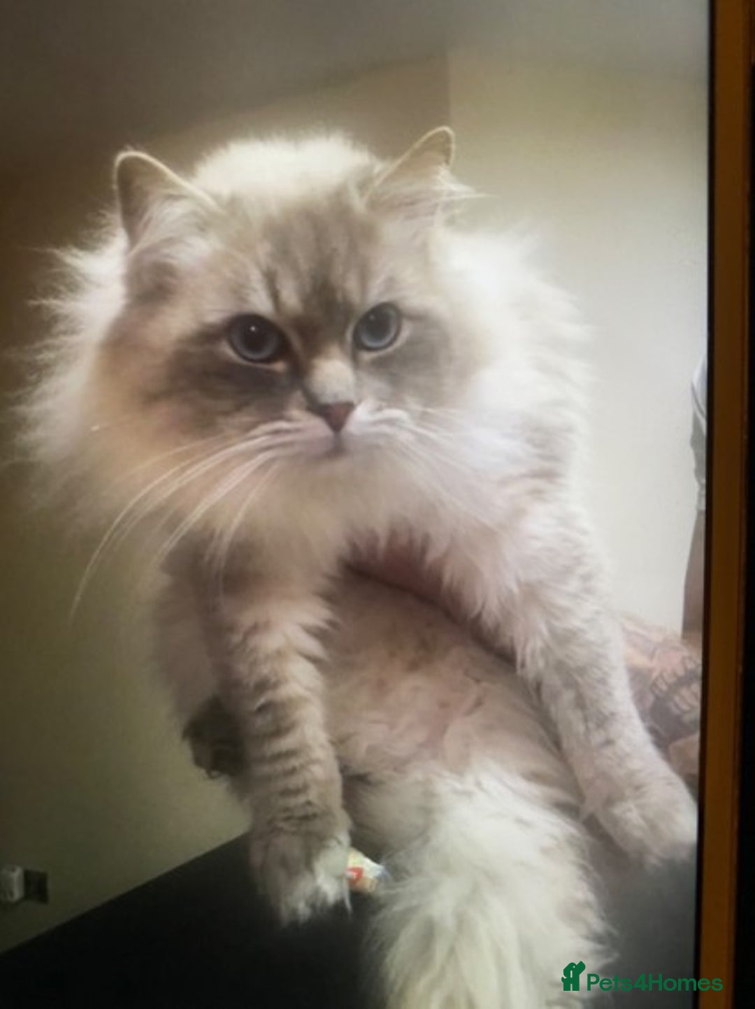 Ragdoll cats for stud: Beautiful blue lynx for stud in Bristol - Advert 5