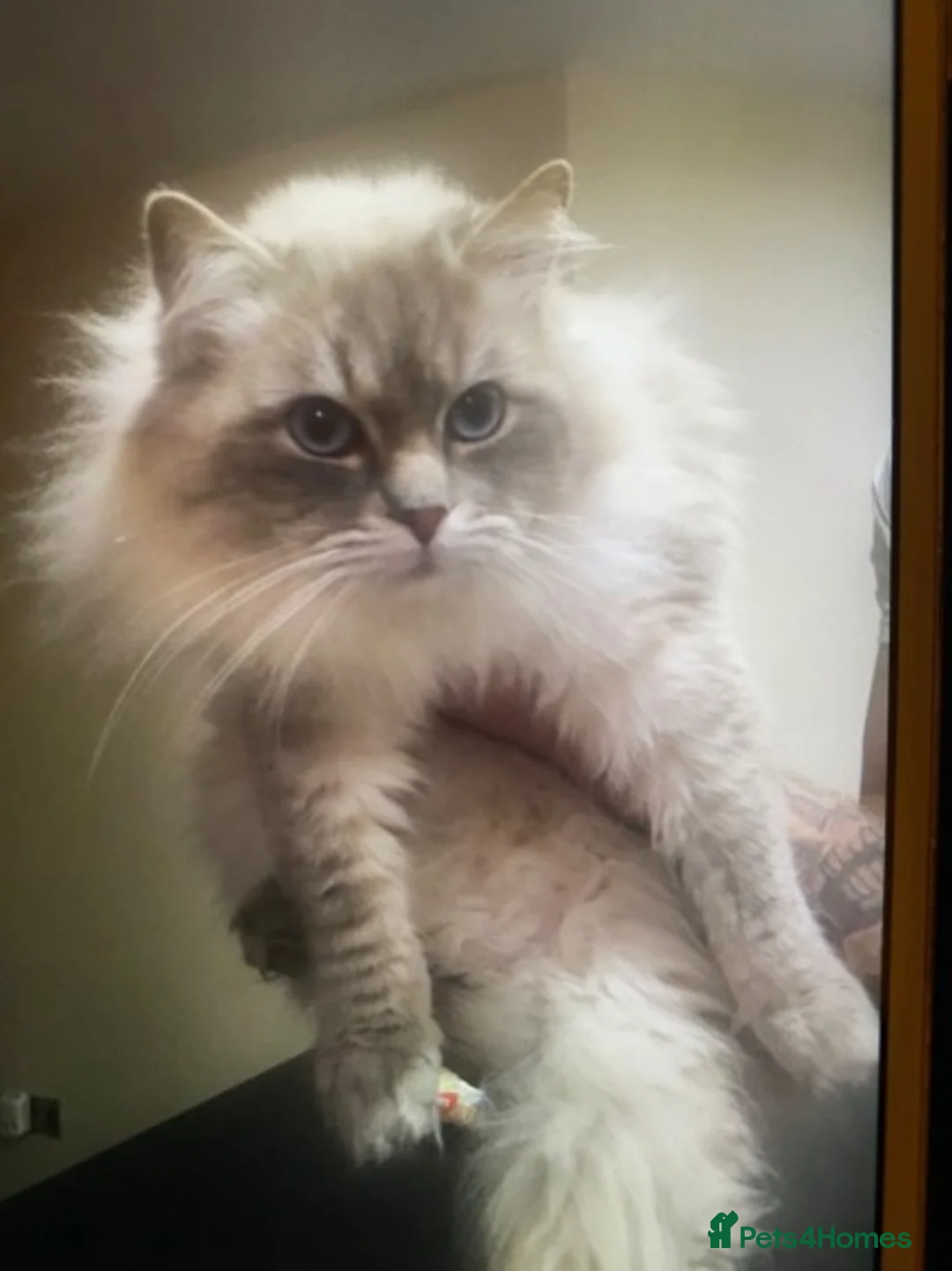 Ragdoll cats for stud: Beautiful blue lynx for stud in Bristol - Advert 5