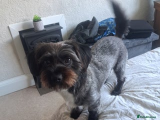 Mixed Breed dogs - Advert 30