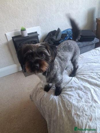 Mixed Breed dogs Dachshund x Shih Tzu for stud - Advert 17