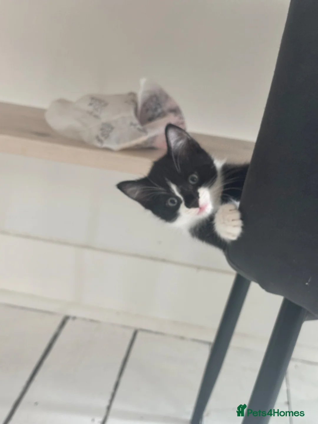 Mixed Breed cats for sale: Playful kittens looking for a loving home  - Advert 2