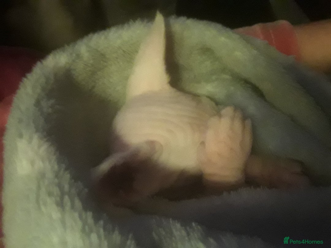 Sphynx cats for sale: Shuga Candi - Image 10