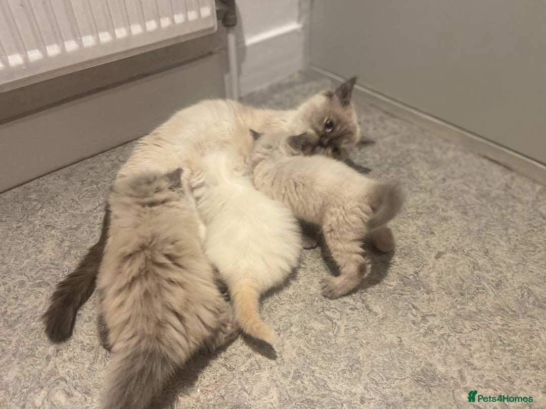Persian cats for sale: Incredible exotic Persian kittens - Advert 2