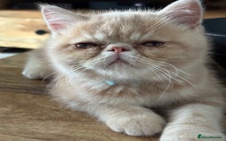 Exotic cats for sale: Last one Gorgeous Exotic boy ready now  - Image 11