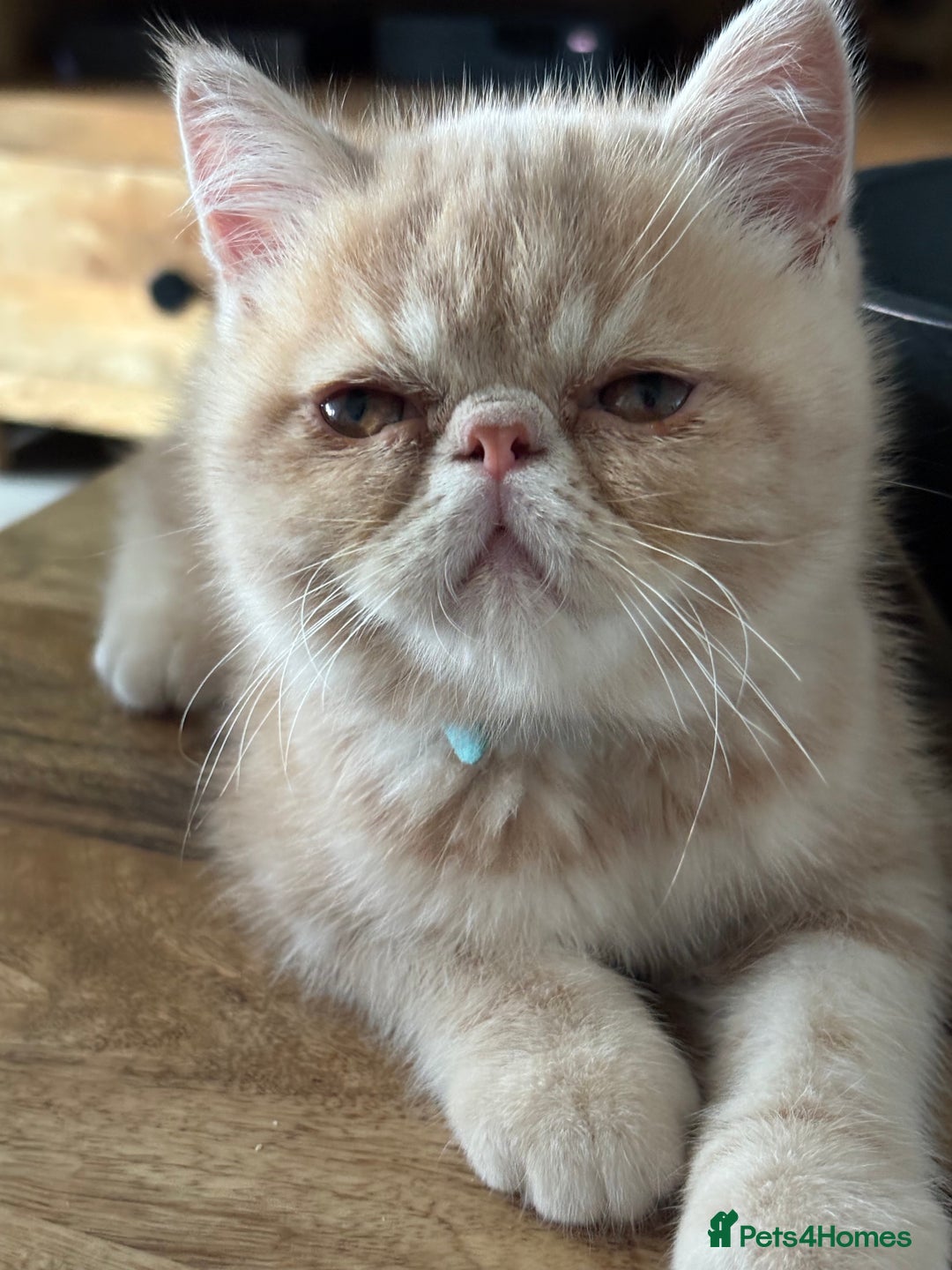 Exotic cats for sale: Last one Gorgeous Exotic boy ready now  - Image 11