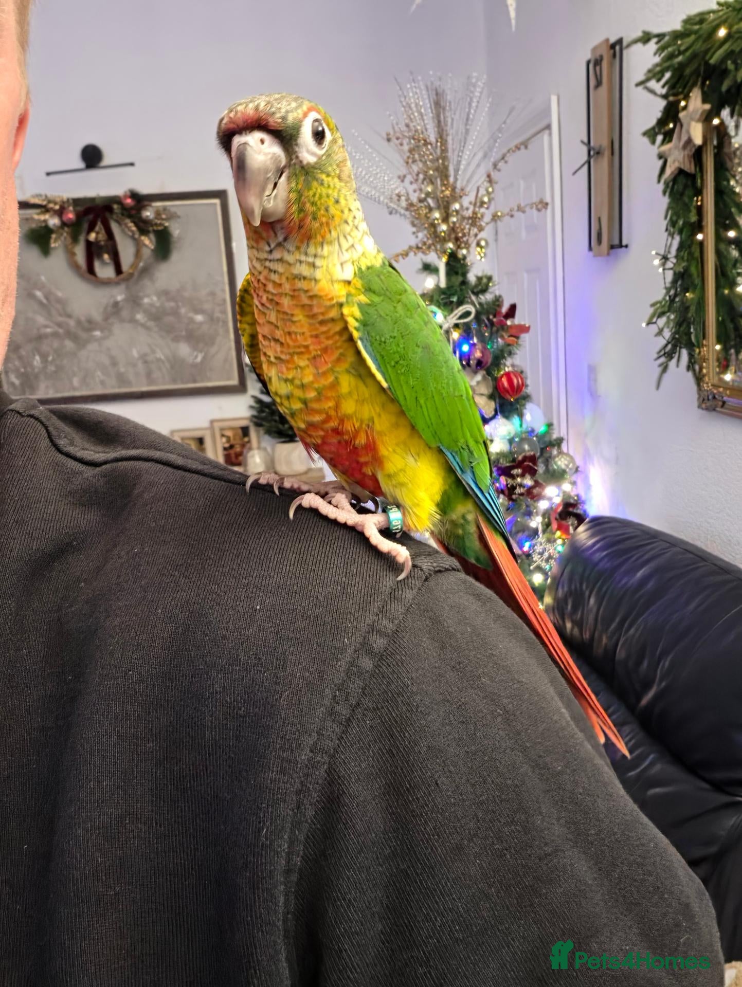 Conures birds Hand reared 325 ono - Advert 2