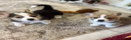Welsh Corgi Pembroke dogs for sale: Pembroke Welsh corgi pups - Advert 7