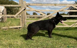 German Shepherd dogs for sale: 25 years experience breeding German Shepherds - Image 4